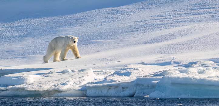 Polar bear walking by the water's edge in a snowy landscape